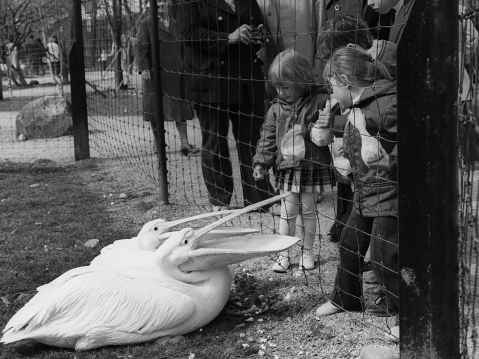 Zwei Pelikane liegen im Gehege, Kinder und Erwachsene stehen am Zaun