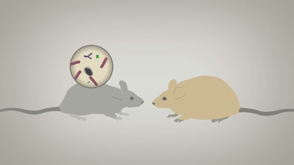 Zeichnung von zwei Mäusen.