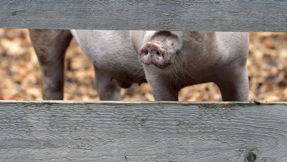 Schweineschnauze, die durch Holzplatten zu sehen ist.