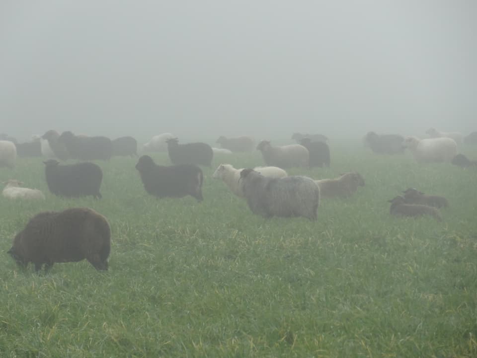 Schafherde im Nebel