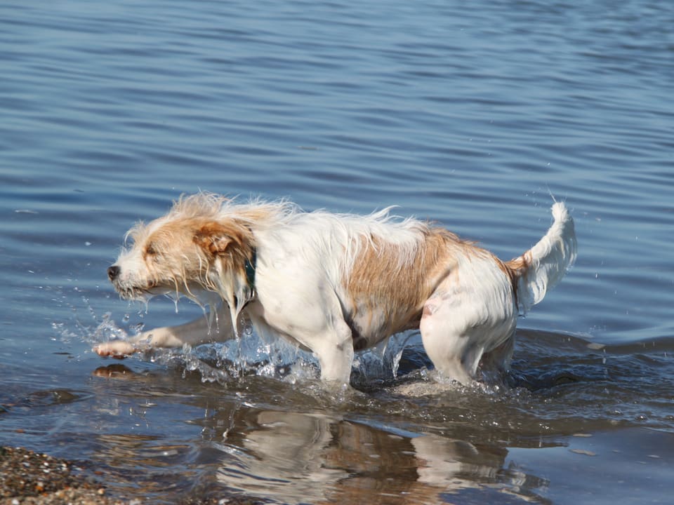Ein Hund im Wasser