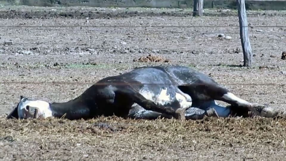 Totes Pferd liegt auf einer Koppel.