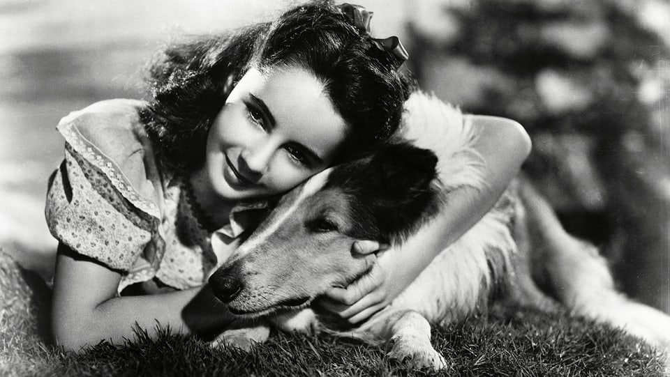 Elizabeth Taylor hält Lassie.