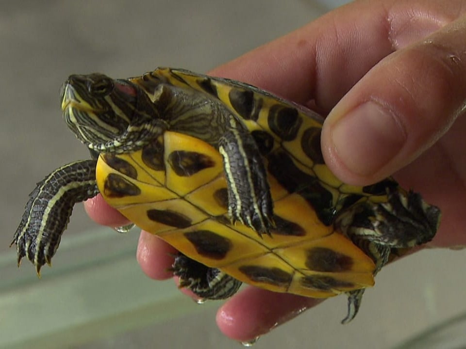 Kleine Schildkröte mit gelbem Bauch.