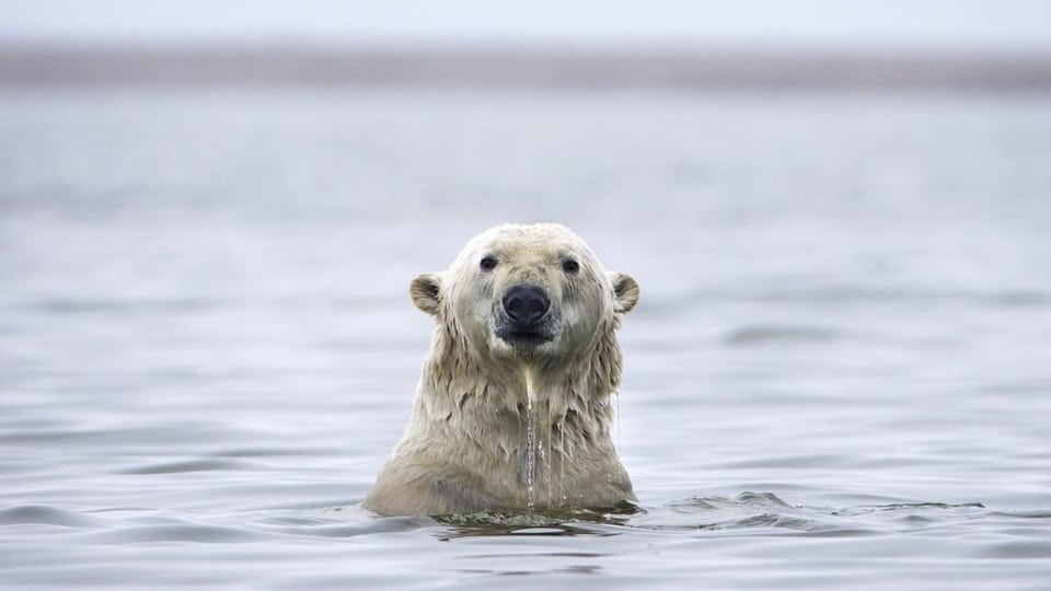 Eisbär schaut aus dem Wasser