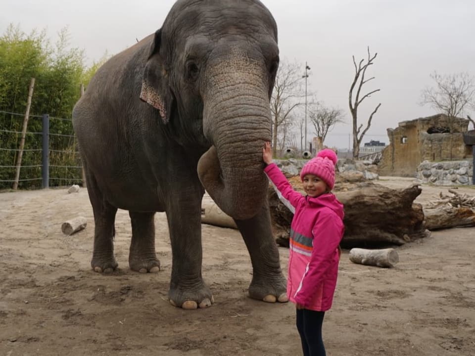 Kind streichelt Rüssel von einem Elefanten.