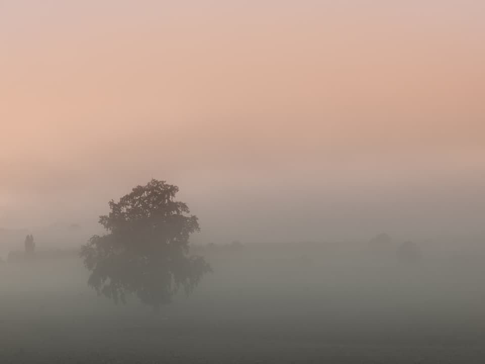 Ein Baum steht im Nebel.