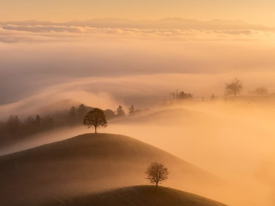 Hügellandschaft mit einzelnen Bäumen auf Hügeln mit Nebel und Dämmerungslicht