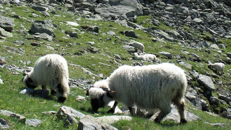 Schafe in den Bergen im Wallis