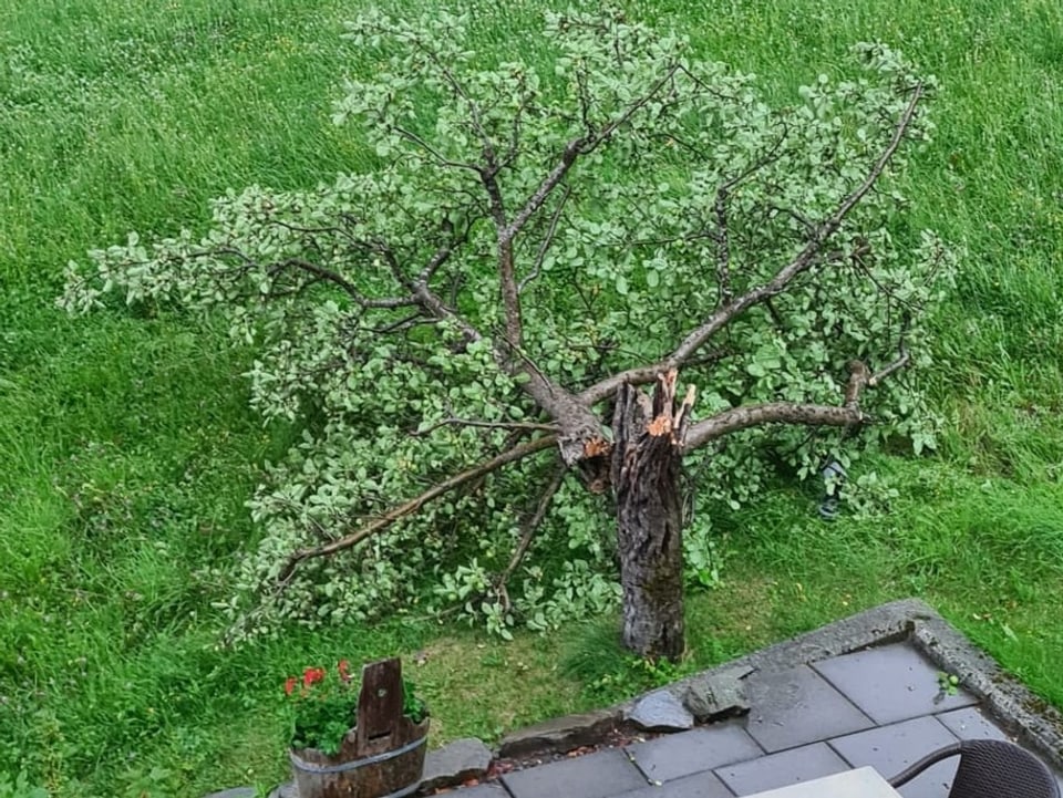 Apfelbaum vom Sturm umgekippt