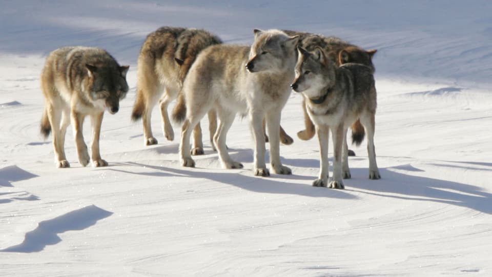 Mehrere Wölfe stehen im Schnee.