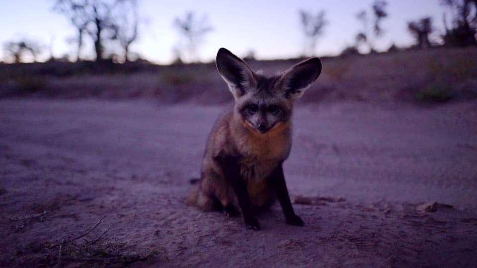 Bat-Eared-Fox,  Löffelhund oder Grossohrfuchs: Dieses putzige Tier hat viele Namen.