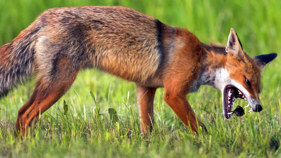Ein Fuchs frisst auf einer Wiese eine Wühlmaus