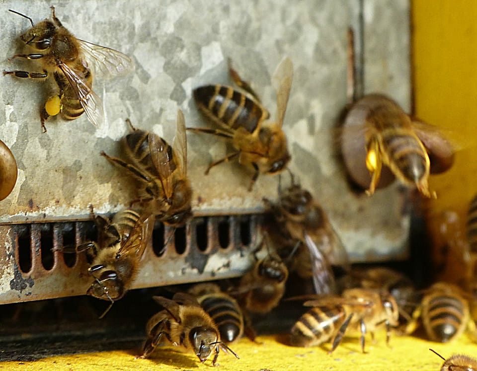 Blick in einen Bienenstock mit fleissigen Bienen.