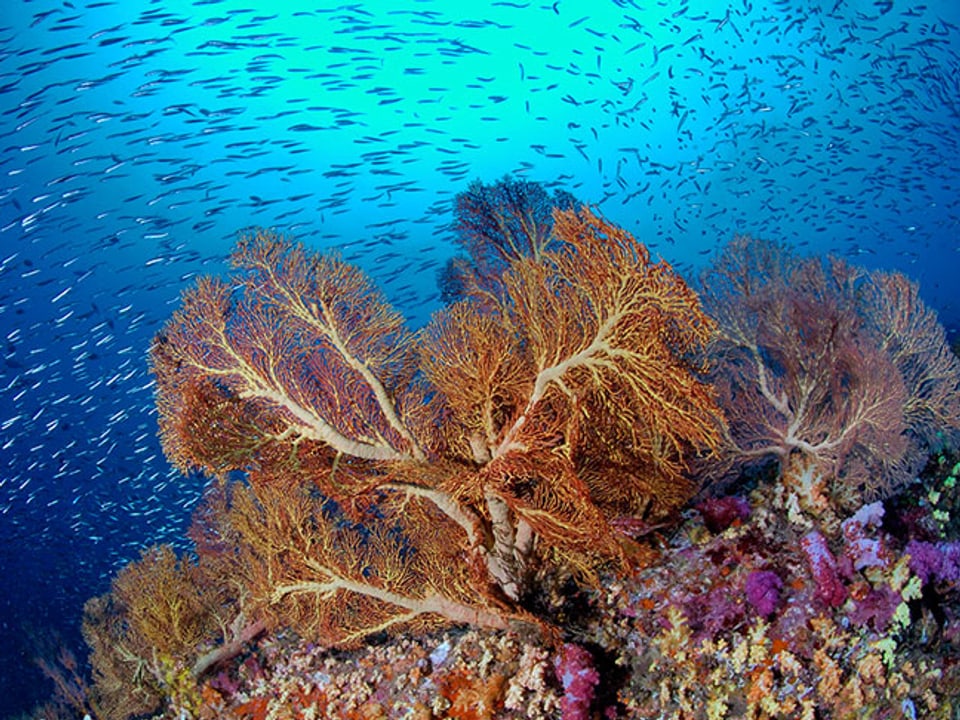 Farbenpracht unter Wasser: Korallenriff mit blauen und violetten Farben. 