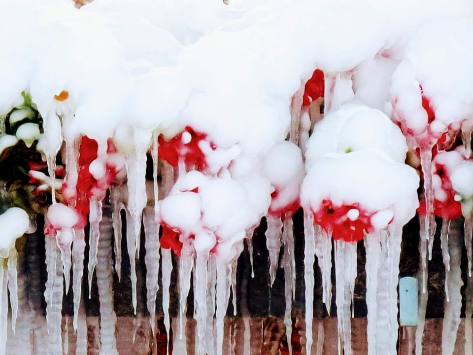 Rote Beeren unter einer dichten Eischicht.