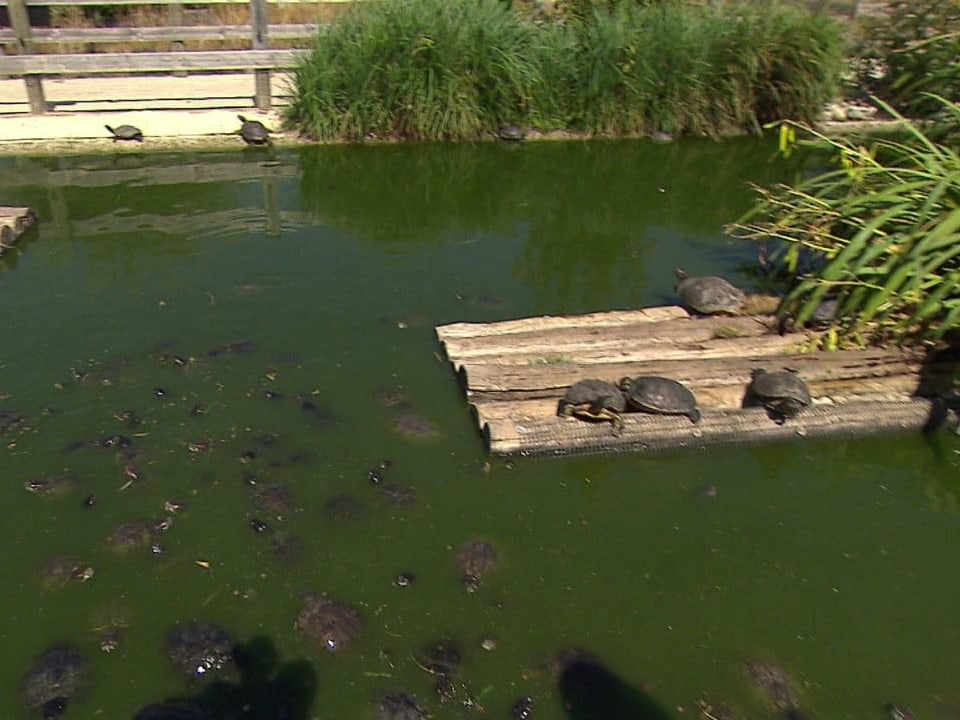 Schildkröten in Teich.