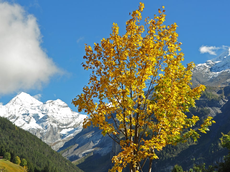Im Vordergrund ein Baum mit farbigem Laub, im Hintergrund verschneite Berge.