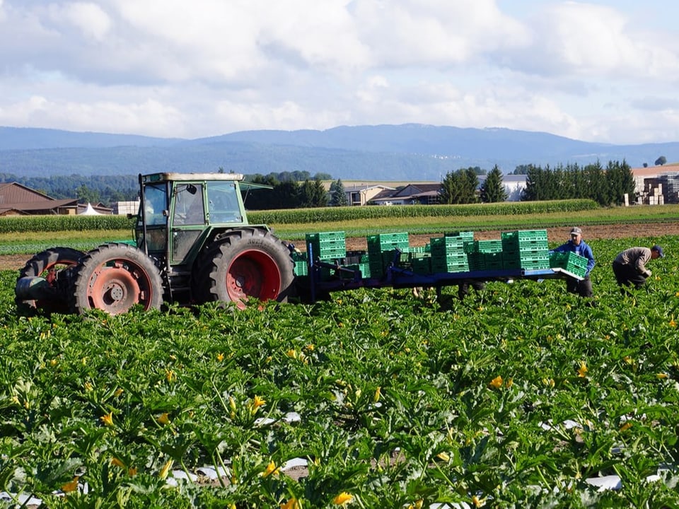 Ein Traktor und Erntehelfer auf einem riesigen Zucchini-Feld.