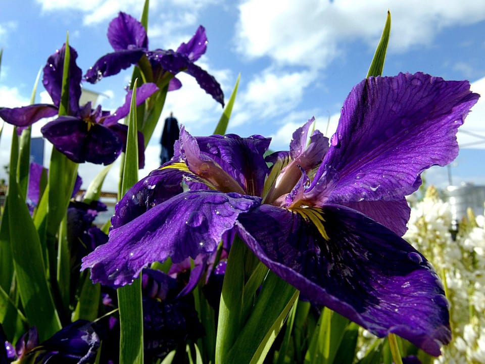 Eine dunkelviolette Iris auf einem Feld