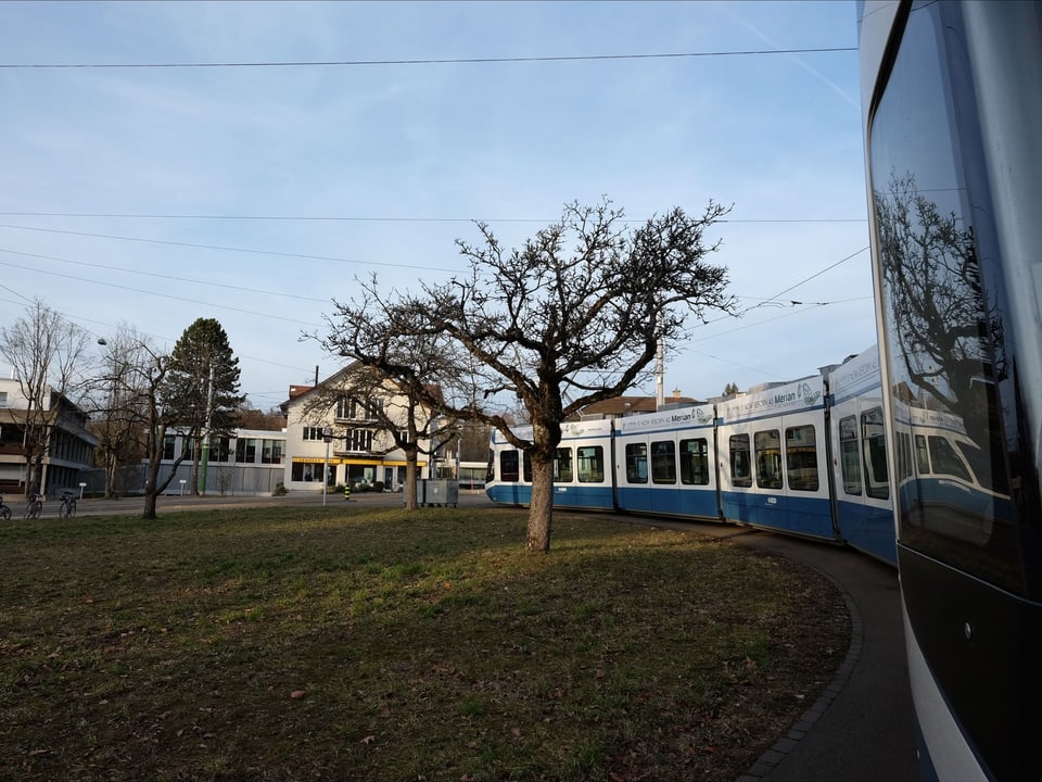 Blau-weisses Tram steht an der Endhaltestelle, daneben eine Wiese mit Bäumen.