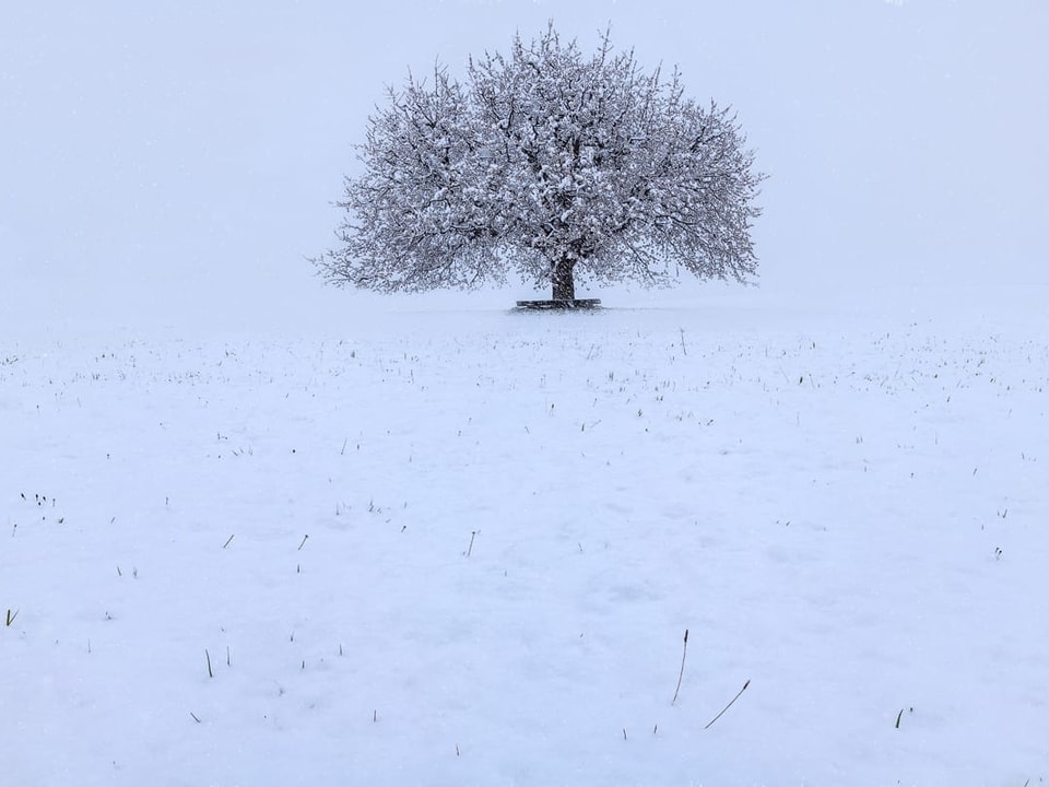 Weisse Landschaft mit einem Baum.