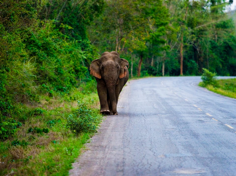 Ein Elefant spaziert einer Strasse entlang im Naturschutzpark Kaeng Krachaan