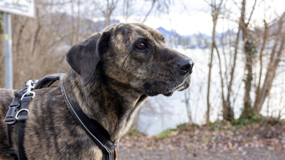 Braun gemusterter Hund vor einem See.