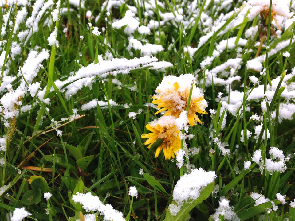 Aufnahme in eine Blumenwiese. Gräser und Blumen sind mit Schnee überzuckert.