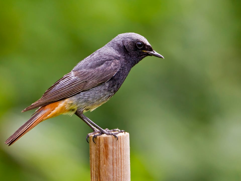 Vogel sitzt auf einem Pfosten vor grünem Hintergrund. Der Vogel ist in der Seitenansicht. Er ist dunkelgrau mit orangem Schwanz. 