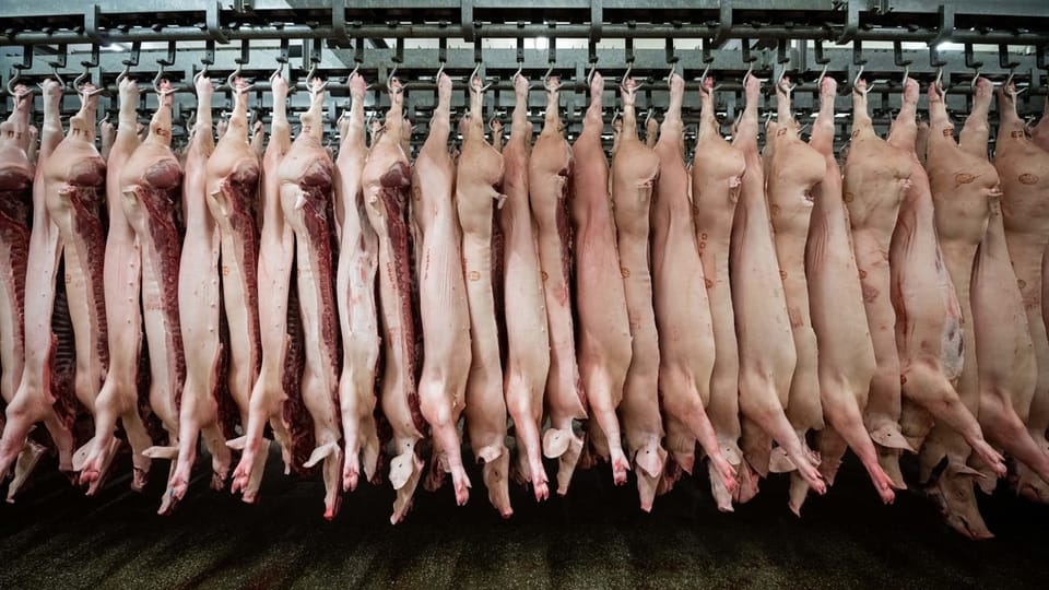 Wie sich unser Fleischkonsum aufs Klima auswirkt