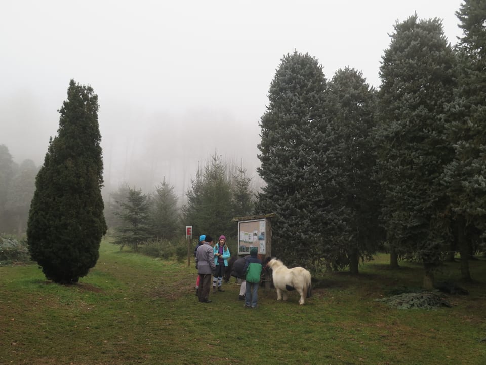 Tannenbäume im Nebel, Kinder mit Ponys