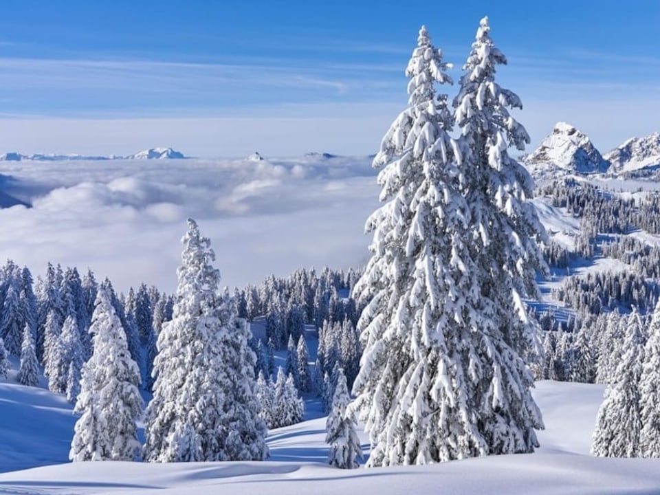 Verschneite Berglandschaft mit Tannen. Im Tal Nebel, darüber blauer Himmel. 