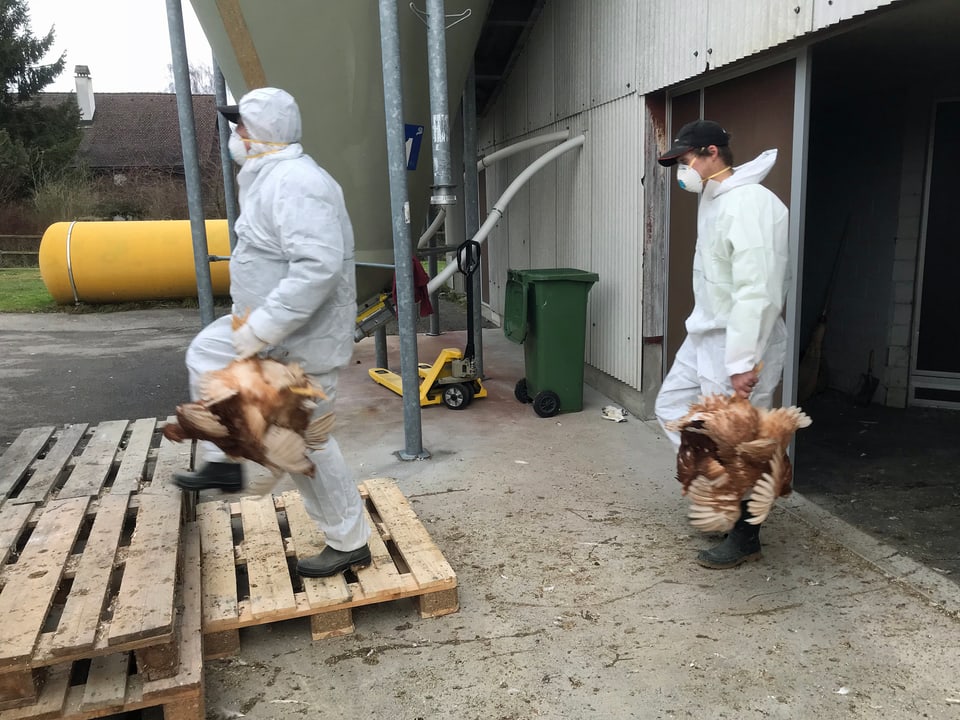Mitarbeiter des Thurgauer Veterinäramts bringen die erkrankten Hühner weg