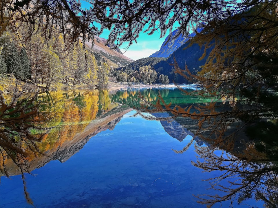 Im blauen Bergsee spiegeln sich Berge und Lärchen.