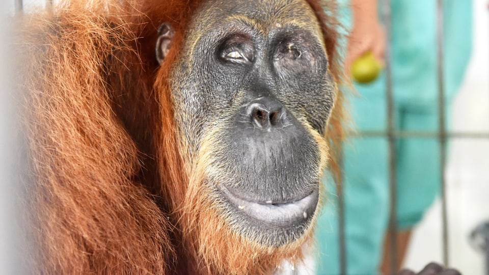 Die Sumatra-Orang-Utan-Frau Hope wurde angeschossen und schwer verletzt.