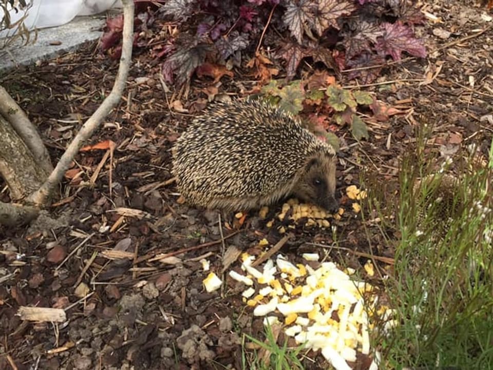 Igel am Fressen