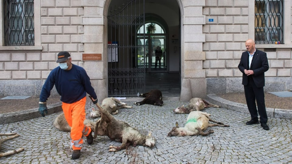 Protestaktion: Schafskadaver liegen vor dem Tessiner Regierungssitz in Bellinzona (26. April 2022).