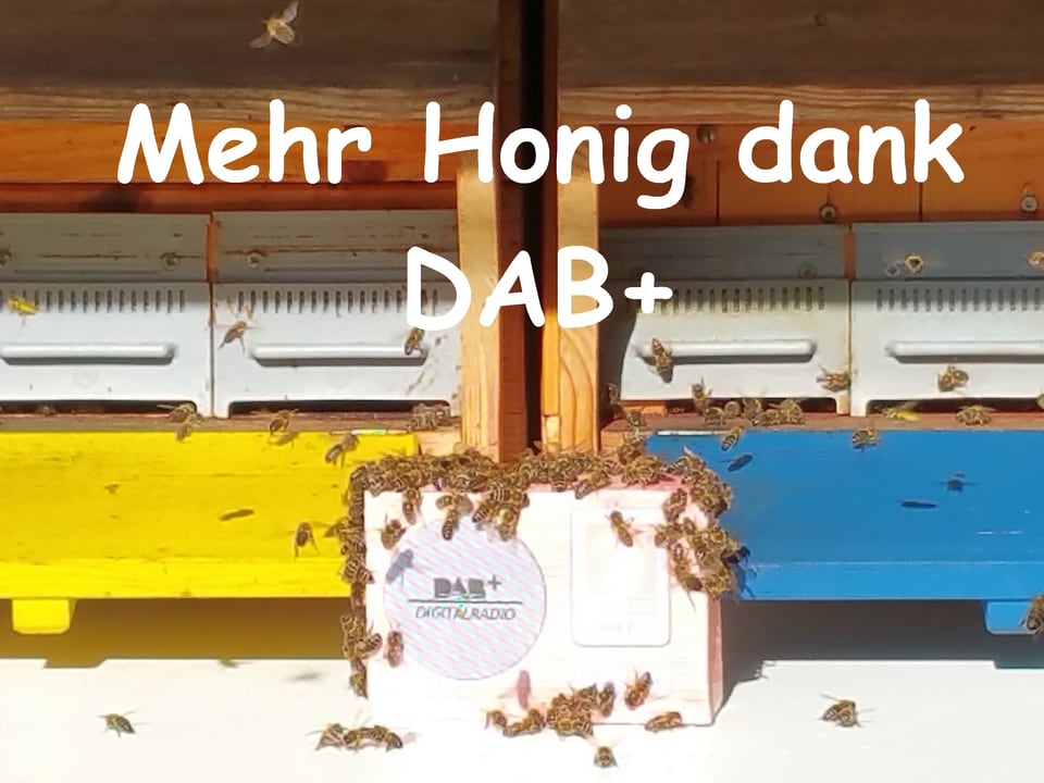 DAB-Radio mit Bienen.