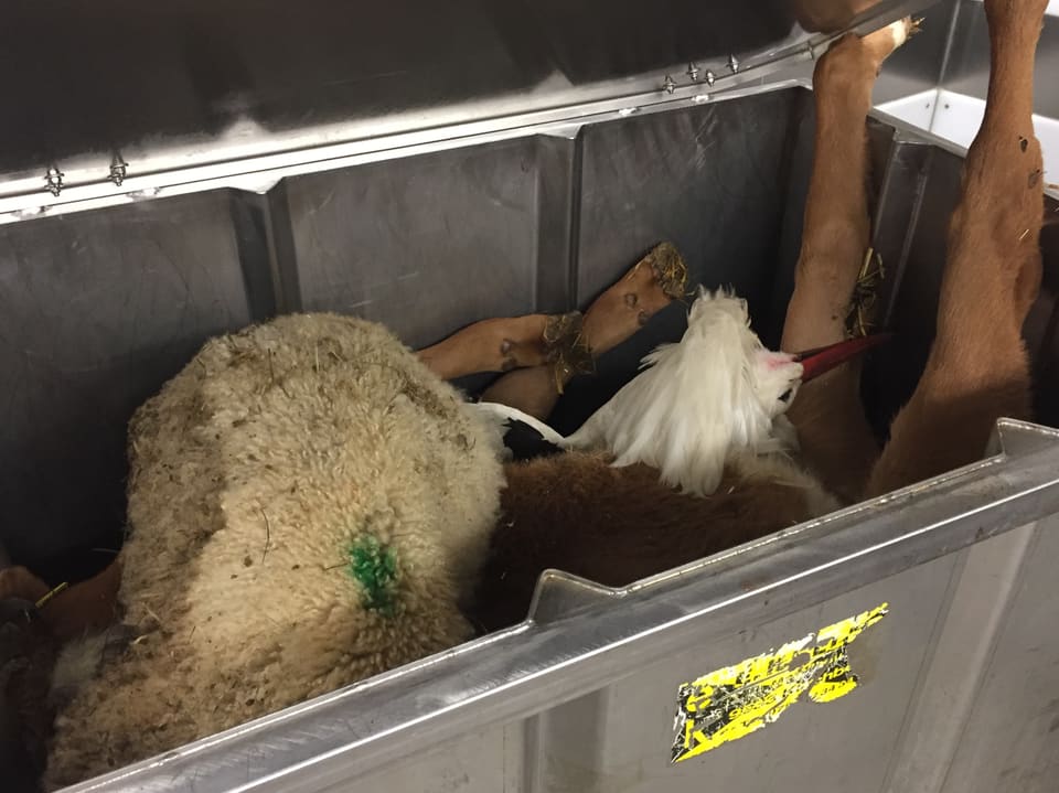 Blick in einen Container. Hier liegt ein toter Storch.