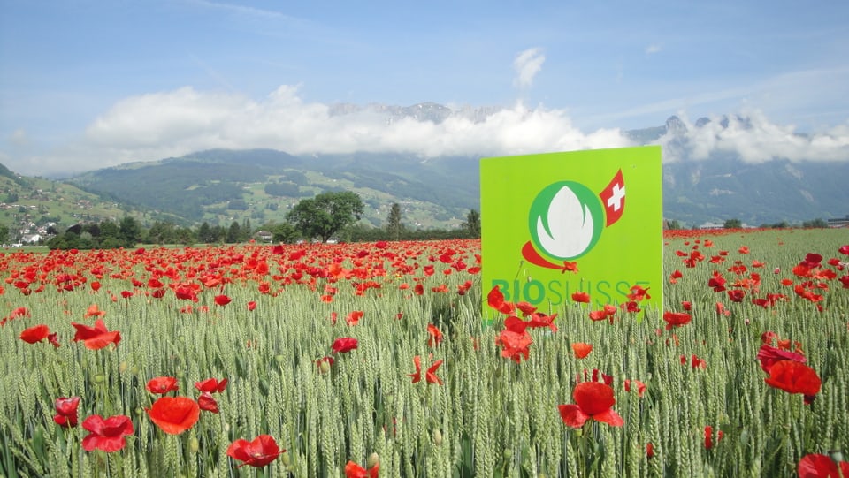 Bo-Getreidefeld mit Mohnblumen und Bio-Suisse-Werbetafel.