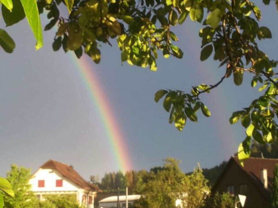 Regenbogen im Hintergrund, im Vordergrund Blätter und Äste