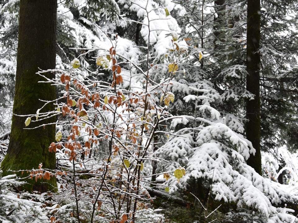 Winterlicher Wald.