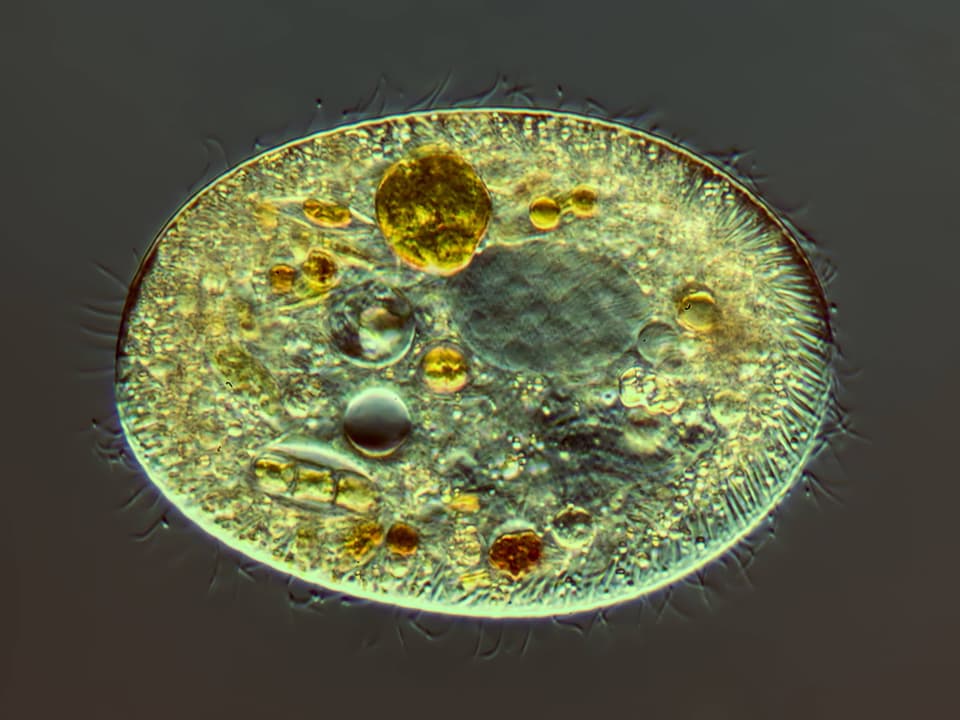 Ein Wimpertierchen unter dem Mikroskop.