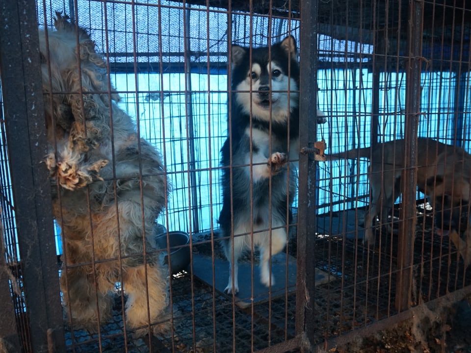 Millionen Hunde warten in Südkoreas Käfigen auf den Metzger. Die Nachfrage ist weiterhin gross.