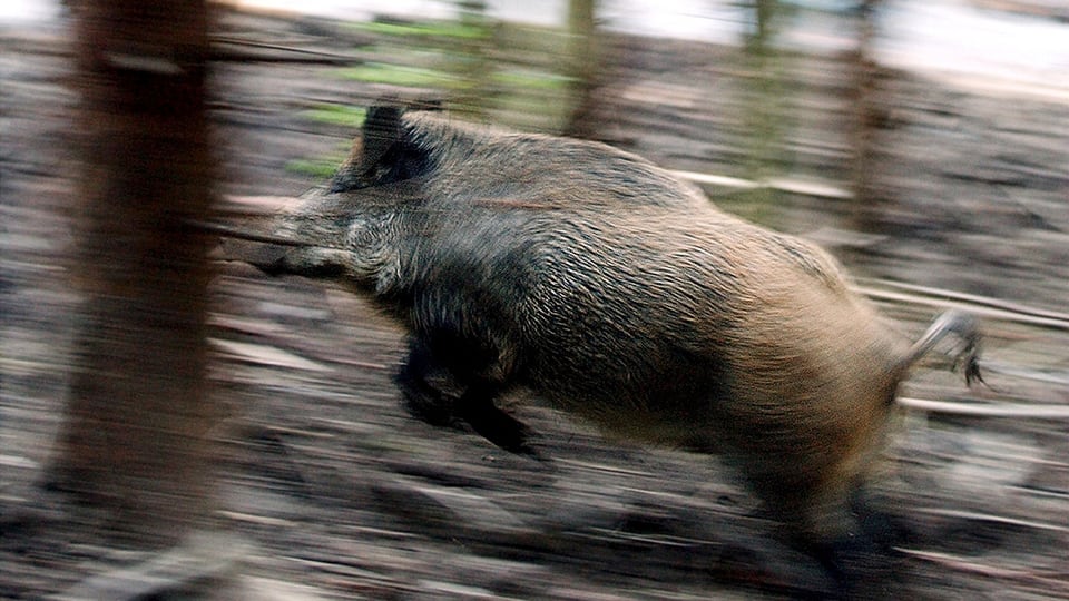 Wildschwein springt durch Wald.