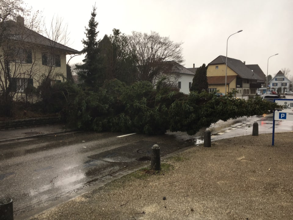 Ein Baum liegt auf der Strasse in Subingen.