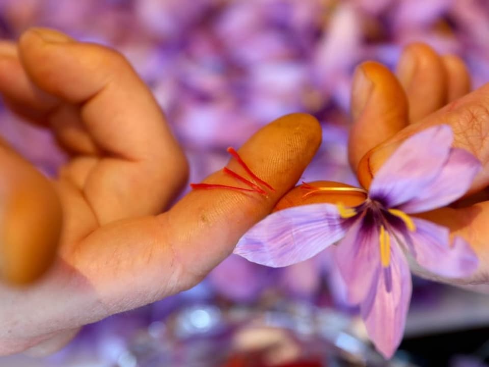 Jemand erntete Safranfäden aus der Blüte. 