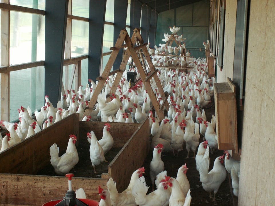 Für die Hühner eine Schlechtwetteralternative zum Stall oder der Weide. 