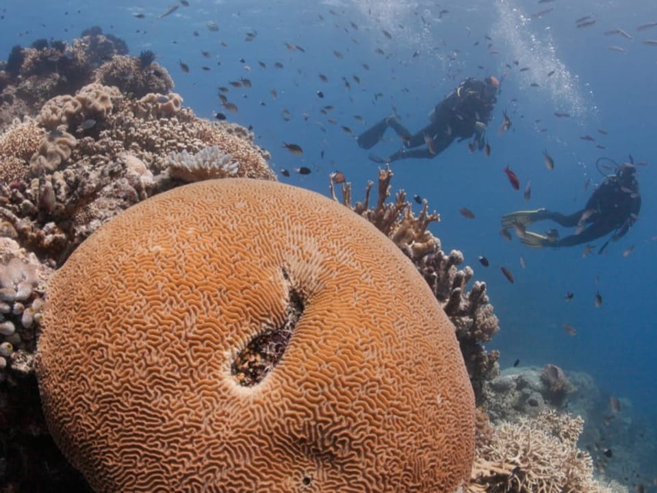Taucher schwimmen in der Nähe von einer riesigen Koralle. Sie ist gelb und hat eine kugelförmige Form.